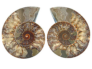 Ammonites Cut and Polished 6-10 inch - Pairs - AAA Quality
