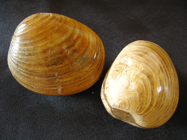 Bivalve Fossils