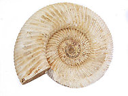Whole White Ammonites, 11-13cm