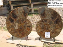 61cm Ammonite Pair