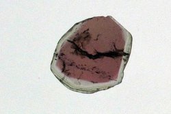 Liddicoatite Tourmaline Slice 116