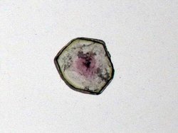 Liddicoatite Tourmaline Slice 119