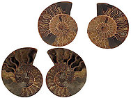 Ammonites Cut and Polished 6-10 inch - Pairs - AAA Quality