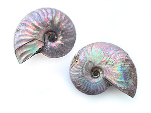 Natural Whole Ammonite Fossil With Blue Flash, 3-5cm