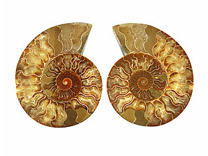 Ammonite Pairs 5-6
