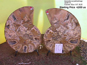 56cm Ammonite Pair