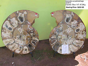 59cm Ammonite Pair