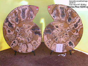66cm Ammonite Pair