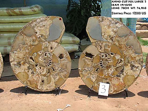 70cm Ammonite Pair