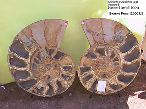 84cm Ammonite Pairs