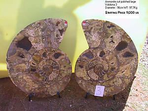 96cm Ammonite Pairs