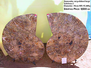 96cm Ammonite Pairs