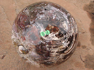 Petrified Wood Large Sphere (42,40Kg)