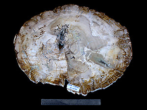 Petrified Wood Slab - 68x59cm - 16.45kg