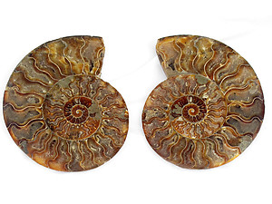 Ammonites Cut and Polished 7-8 inch - Pairs - AAA Quality