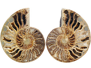 Ammonites Cut and Polished with Sutures (8-10 inch) AAA Quality