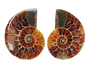 Ammonite Cut & Polished Pairs, 7-9cm - AAA Quality