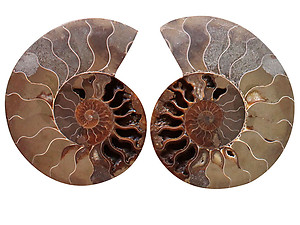 Ammonite Pairs 4-5