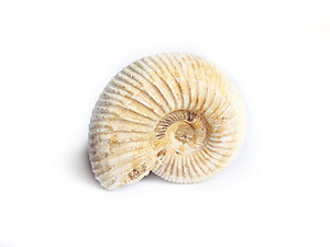 Whole White Ammonites, 7-9cm