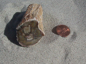 Petrified Wood Small Branches 2PC