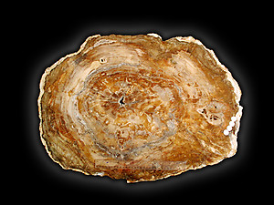 Petrified Wood Slab - 76x55cm - 30.26kg
