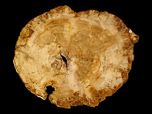 Petrified Wood Slab - 76x62cm - 18kg