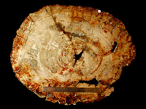 Petrified Wood Slab - 72x58cm - 21.05kg