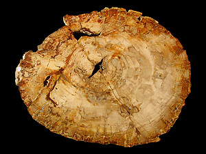 Petrified Wood Slab - 75x58cm - 18.35kg