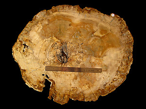 Petrified Wood Slab - 74x60cm - 16.65kg