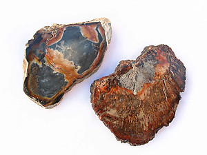 Petrified Wood Slices (1-3