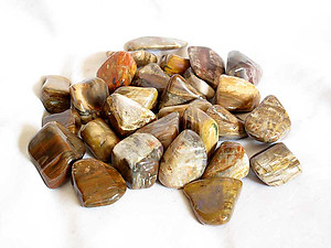 30-45 mm Petrified Wood Tumbled Stones