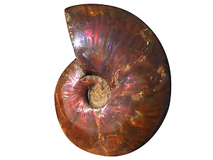 Whole Polished Ammonite with Iridescence, 9-11 cm