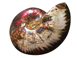 Whole Polished Ammonite with Iridescence, 11-13 cm