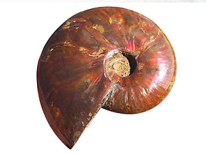 Whole Polished Ammonite with Iridescence, 9-11 cm