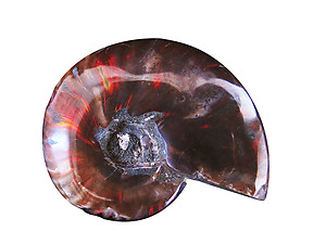Whole Polished Ammonite with Iridescence, 3-5cm