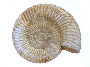 Whole White Ammonites, 9-11cm