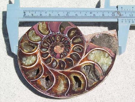 Ammonite Cut & Polished Pairs, 9-11cm AAA Quality