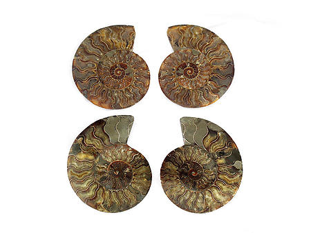 Ammonites Cut and Polished 6-10 inch - Pairs - AAA Quality