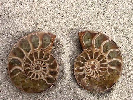 Ammonite Cut & Polished Jewelry Pairs, 5-7cm - AA Quality