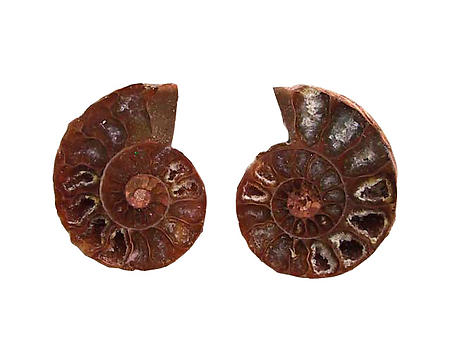 Ammonite Cut & Polished Jewelry Pairs, 1-3cm - AA Quality