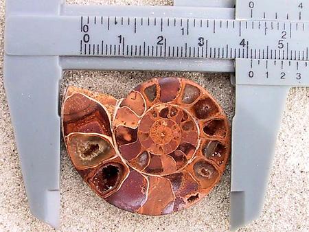 Ammonite Cut & Polished Jewelry Pairs, 3-5cm - AA Quality