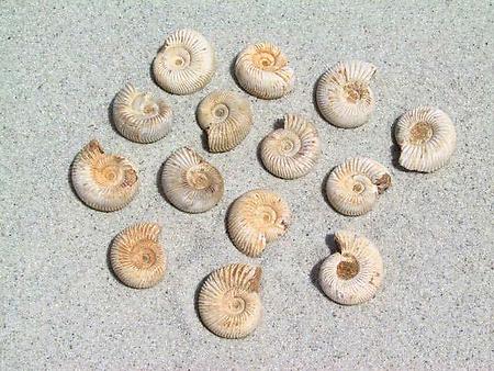 Whole White Ammonites, 5-7cm