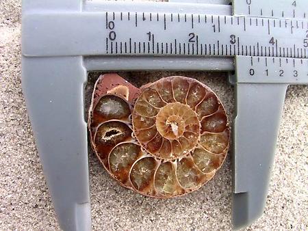 Ammonite Cut & Polished Jewelry Pairs, 3-5cm - AAA Quality