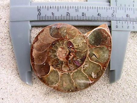 Ammonite Cut & Polished Jewelry Pairs, 5-7cm - AA Quality