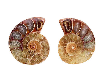 Ammonite Cut & Polished Jewelry Pairs, 1-3cm - AA Quality