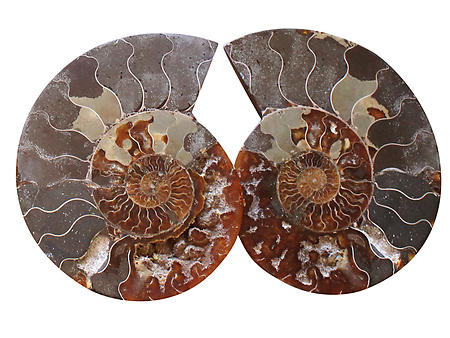 Ammonite Cut & Polished Pairs, 7-9cm - AA Quality