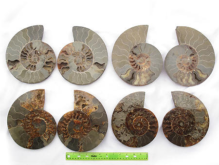 Ammonites Cut and Polished 7-8 inch - Pairs - AA Quality