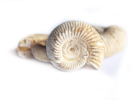 Whole White Ammonites, 1-3cm