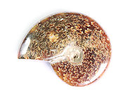 Whole Polished Ammonites with Suture Patterns, 7-9cm